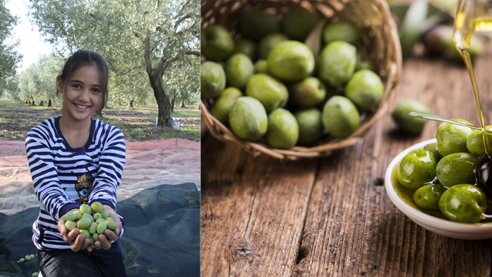 Sofralık zeytin ihracatı döviz bazında yüzde 52 arttı